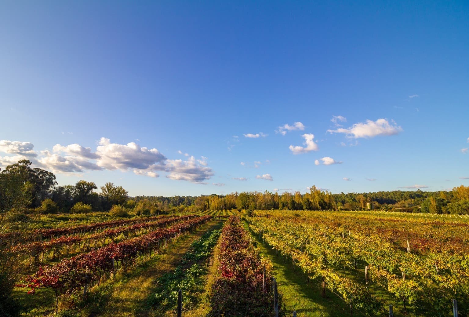 Viñedos típicos de Monção & Melgaço, una Región del Minho y Vinos Vinho Verdes