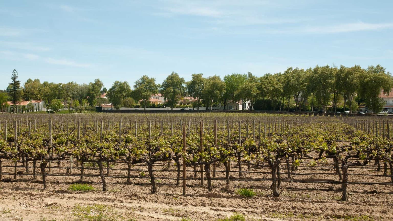 Paysage viticole au Palácio da Bacalhôa à Azeitão avec des rangées de vignes, des bâtiments historiques et des arbres verts en arrière-plan.