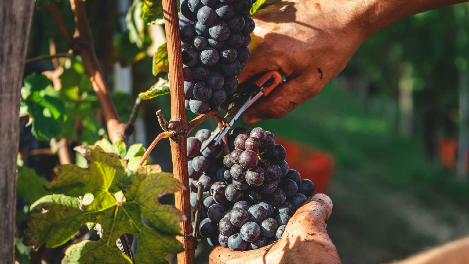 Gros plan sur les vendanges dans la vallée du Douro, avec des grappes fraîchement coupées à la fin de l'été.