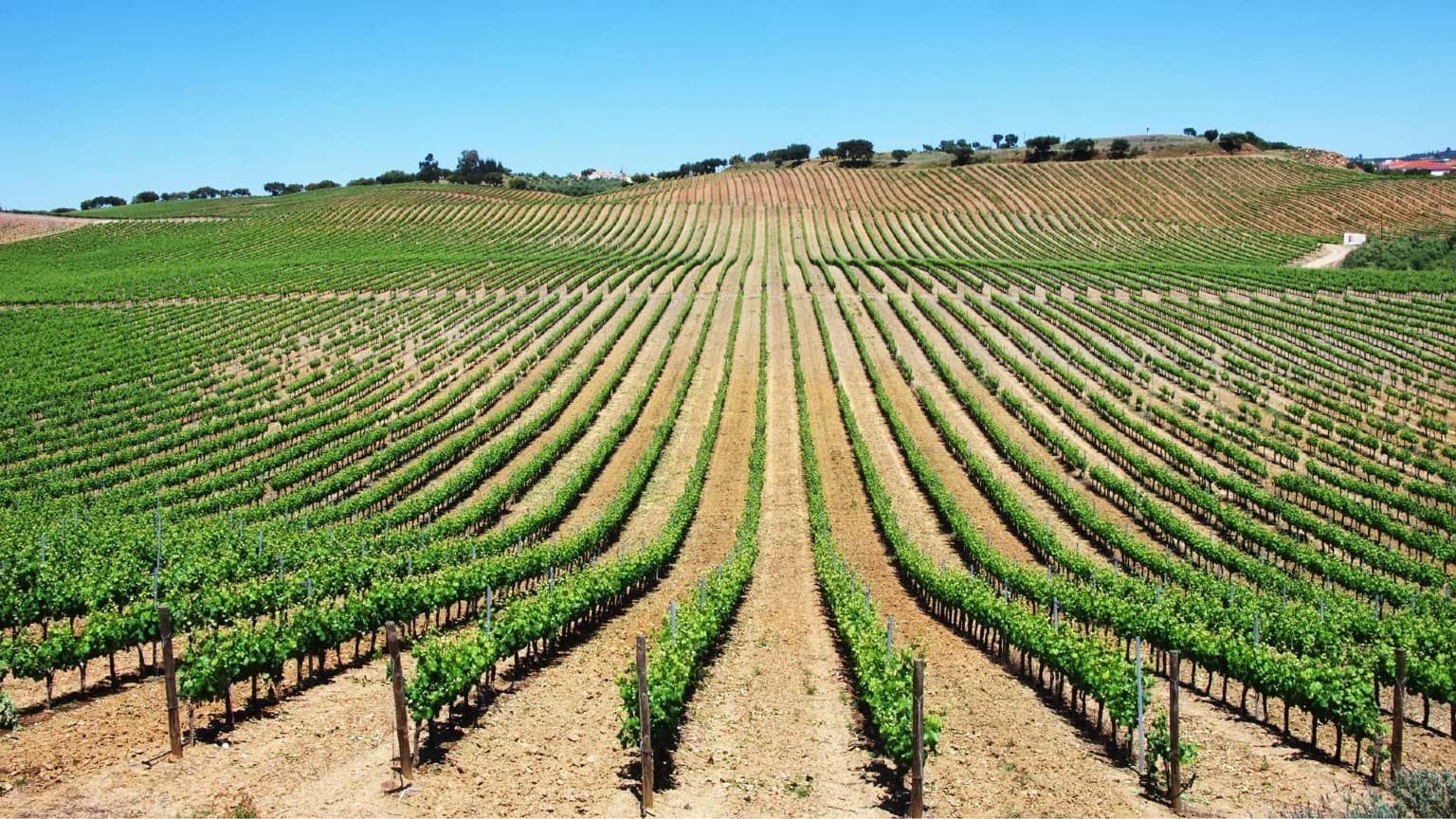 Baixo Alentejo, Ville européenne du vin 2026
