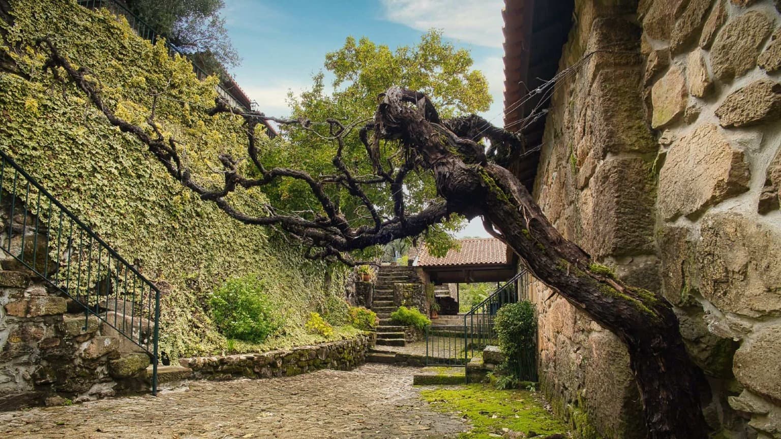 Vigne ancienne poussant le long de murs de pierre dans un domaine viticole du Minho produisant du Vinho Verde.
