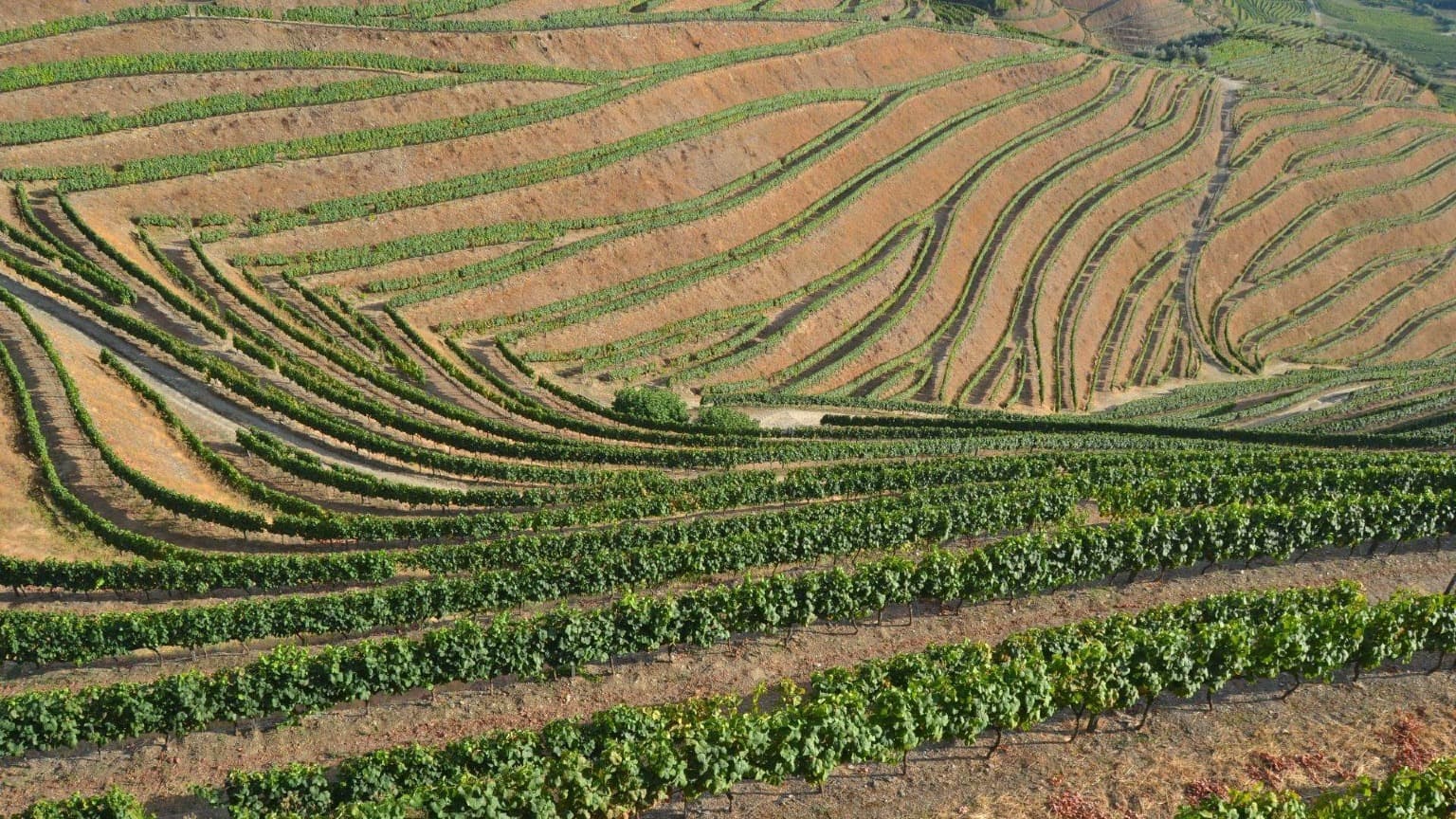 Motifs de vignobles en terrasses sur les pentes abruptes de la vallée du Douro, façonnés par le sol schisteux et le relief