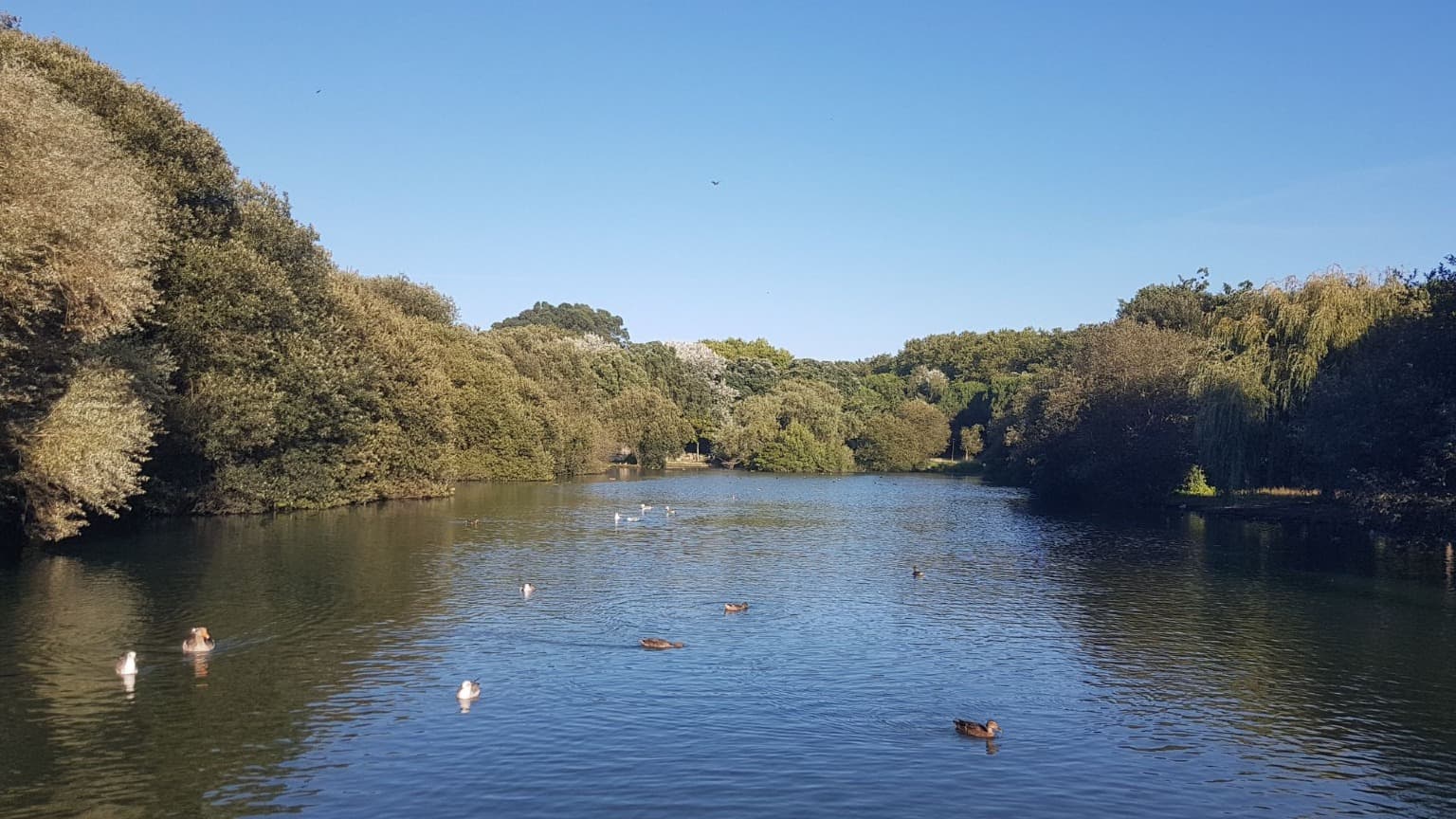 Imagem do lago no parque da cidade