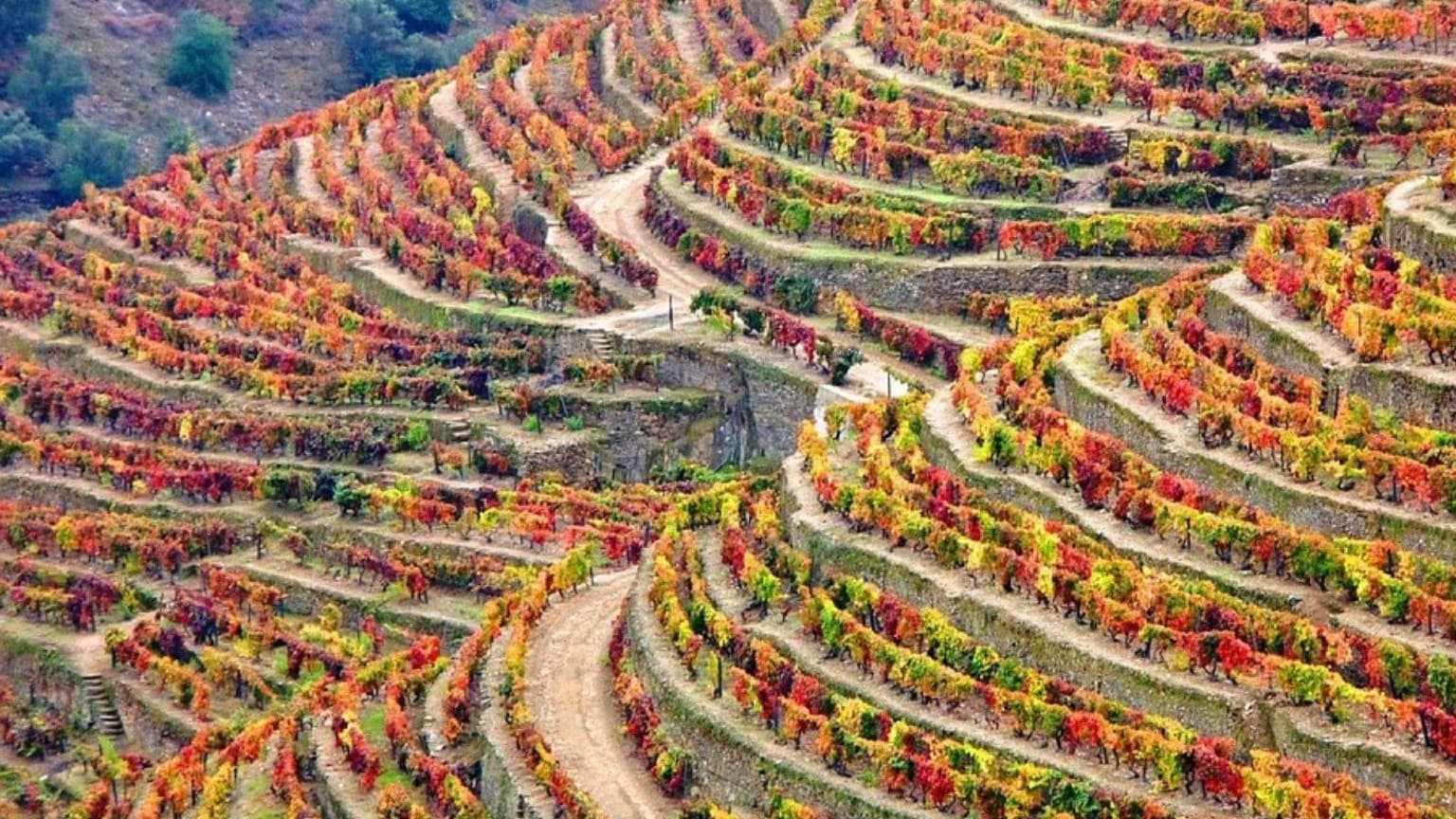 Viñedos en terrazas en el valle del Duero durante el otoño, con colores vivos en todo el paisaje