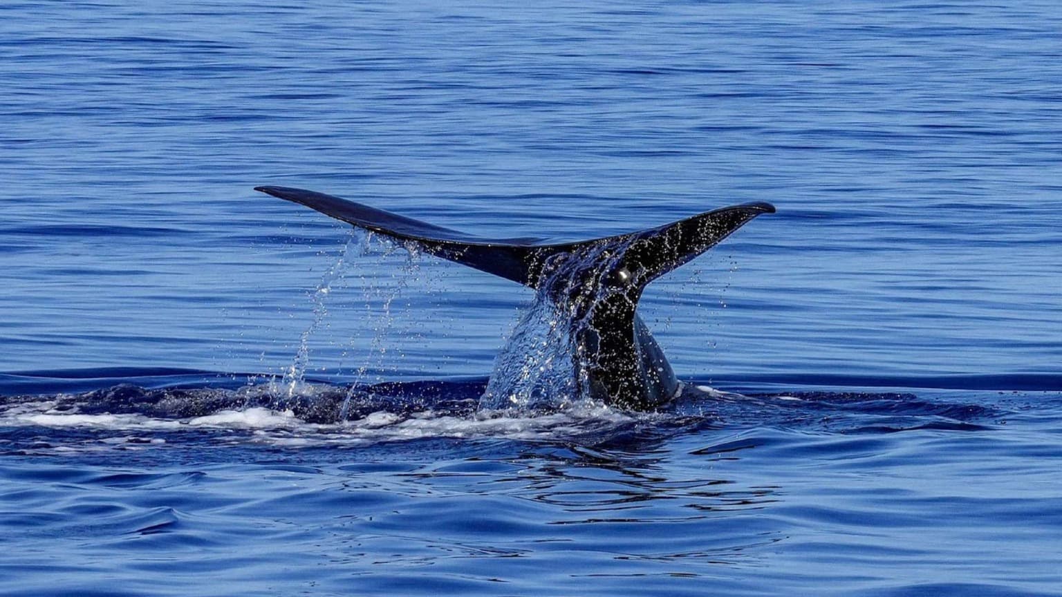 Cauda de cachalote mergulhando nas águas da Ilha de São Miguel, Açores