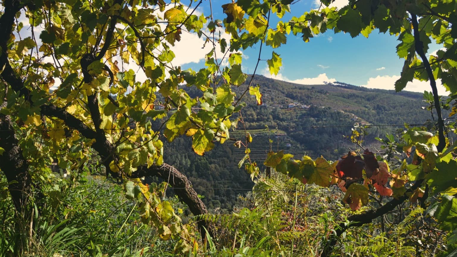 Imagem de vinhas de Vinho Verde e a paisagem deslumbrante da região