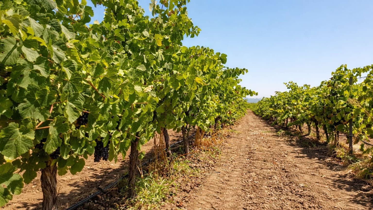 Viñedos bañados por el sol del Alentejo, el paisaje agrícola que da vida a los vinos de talha
