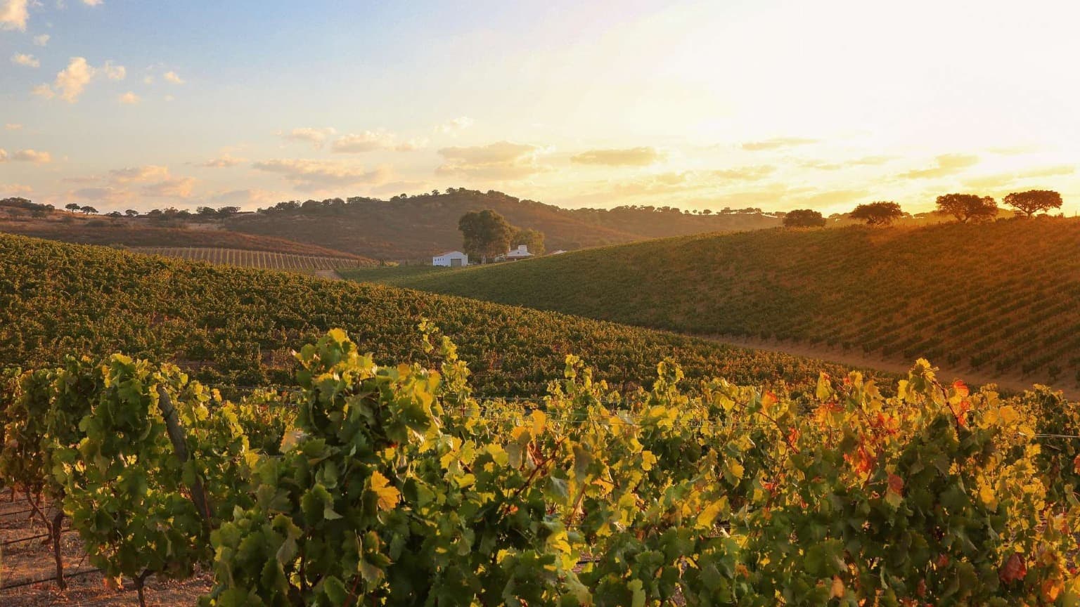 Puesta de sol sobre los viñedos de la región vinícola del Alentejo, cerca de Reguengos de Monsaraz, Portugal.