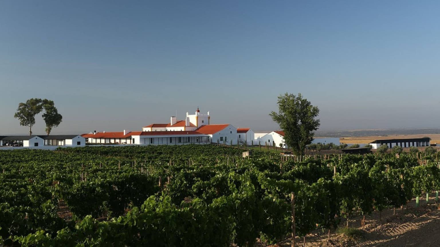 Photo de Torre de Palma Wine Hotel, un hébergement durable à Monforte (nord-est de l'Alentejo)
