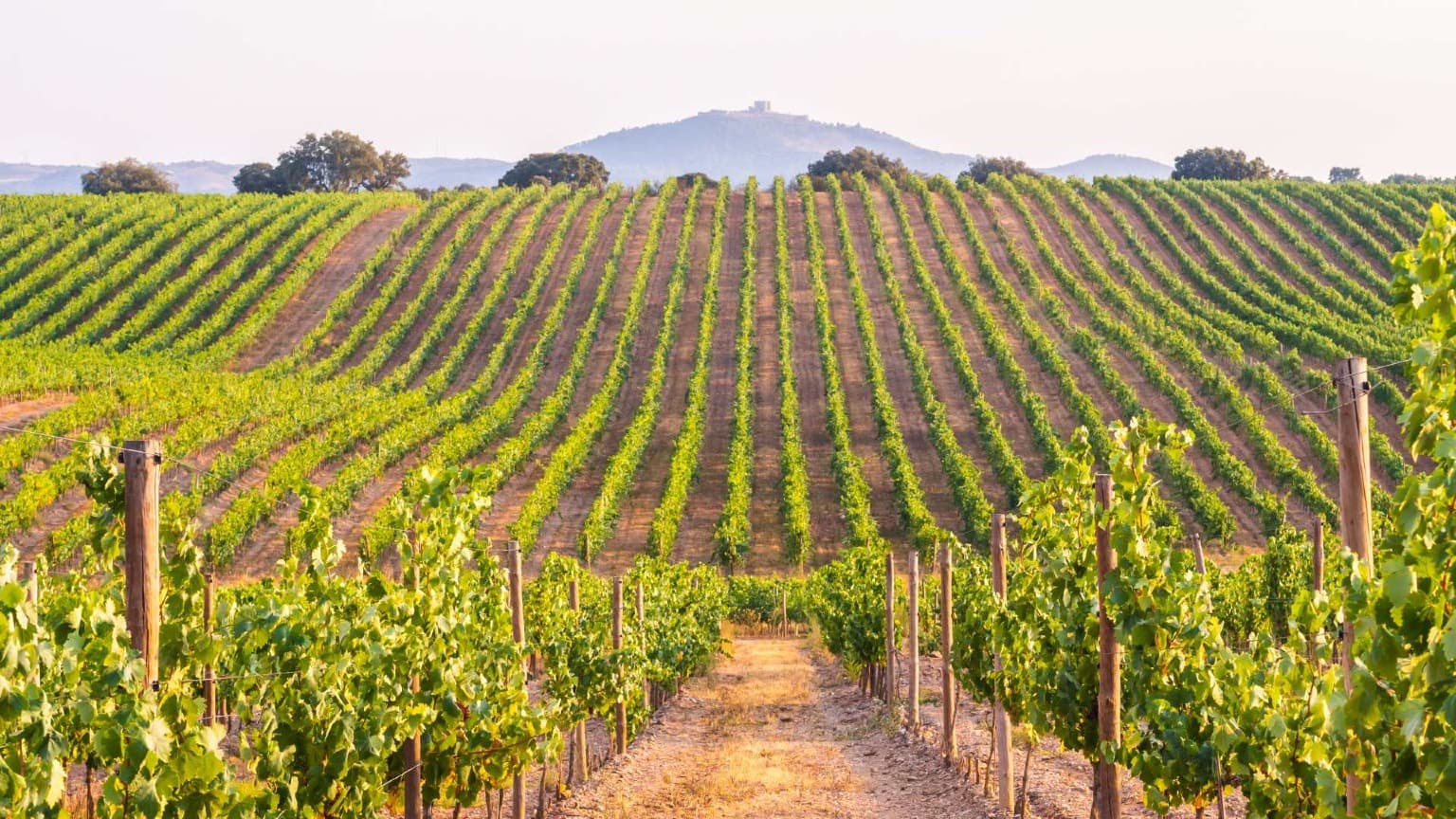 Vila Santa vineyards near Estremoz, part of the João Portugal Ramos wine estate in the Alentejo