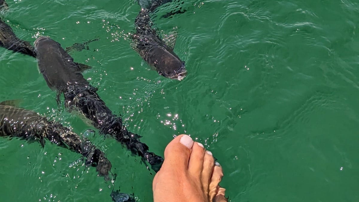 qF0w private boat tour faro ocean marine life