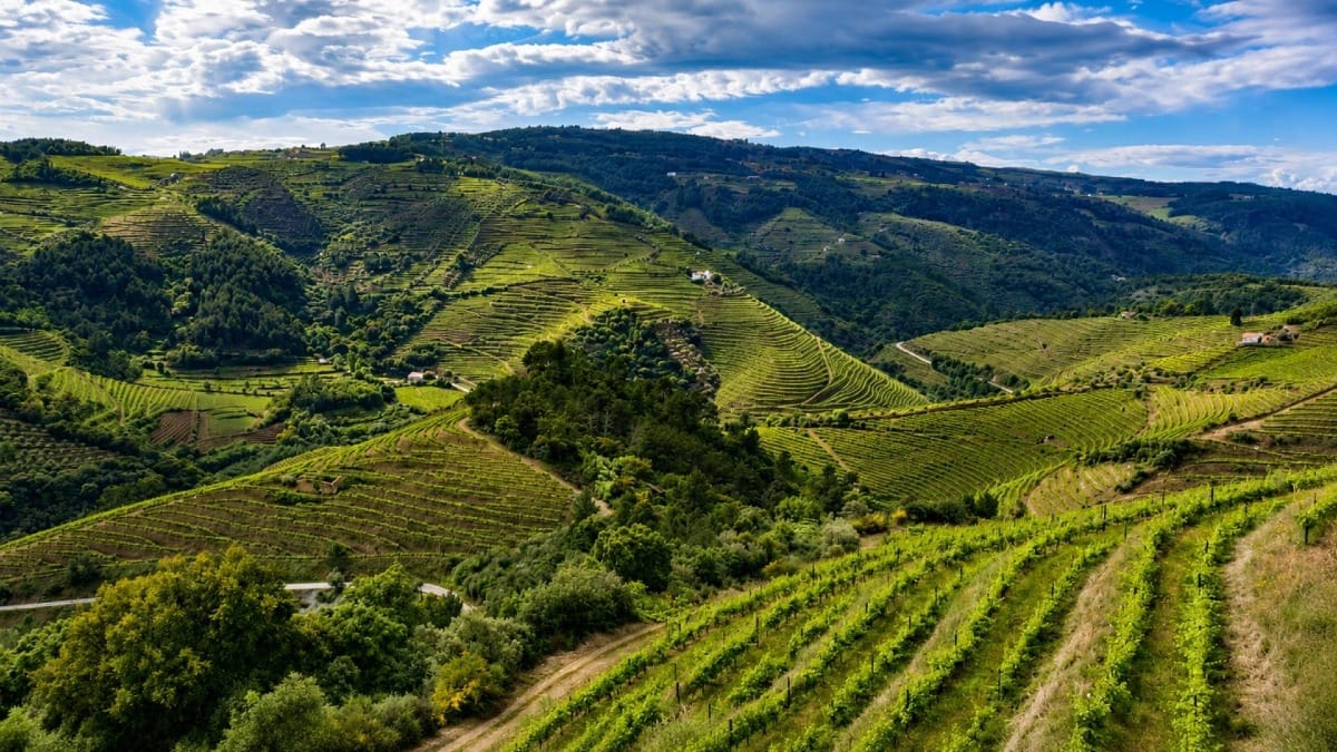 End your visit with spectacular views across the heart of Portugal's famous wine region