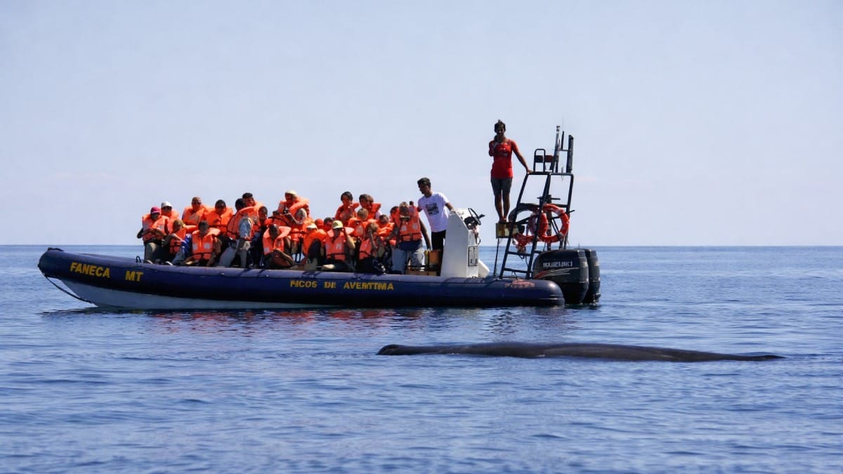 Enjoy a full day at sea exploring the wild beauty of the Azores