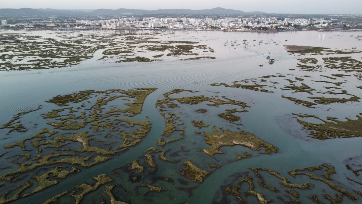 tNpS ria formosa natural park private catamaran eco boat tour faro