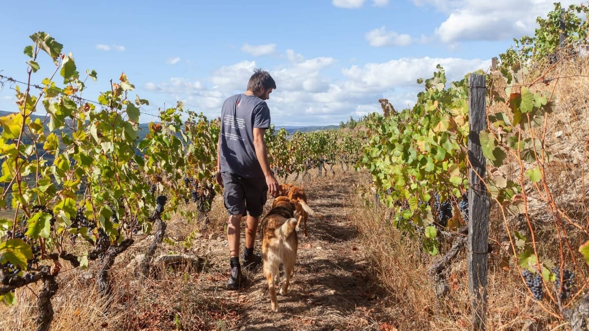 Explore the vineyard landscape that gives life to the estate's wines