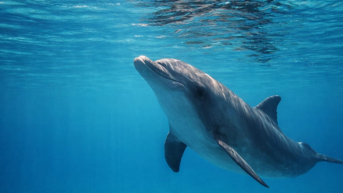 Experience the magic of swimming with wild dolphins in the crystal-clear waters of the Azores