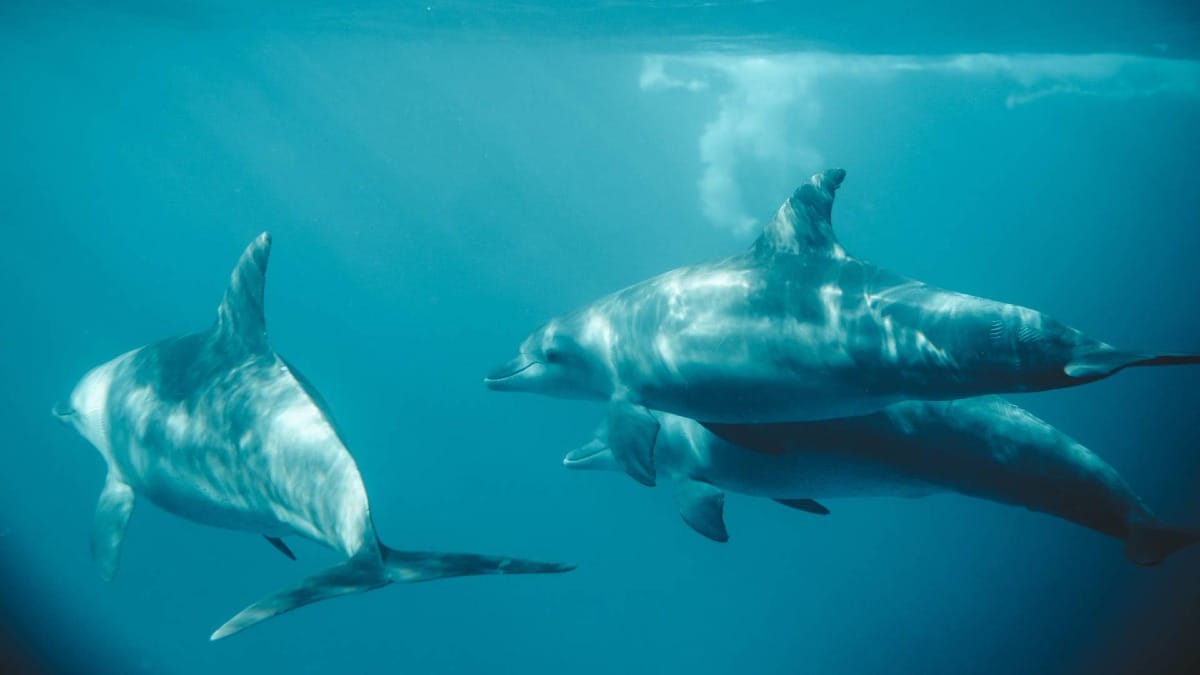 Uma ligação rara entre humanos e golfinhos em pleno oceano