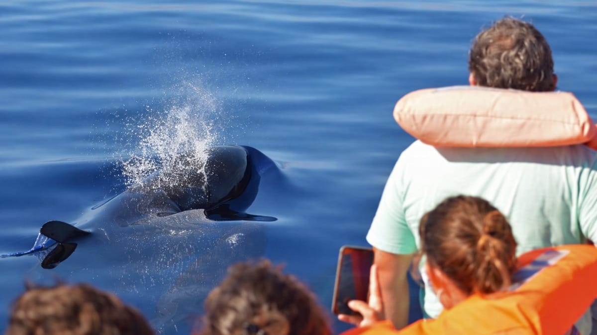 Feel the excitement as wild dolphins swim alongside your boat in the Azores