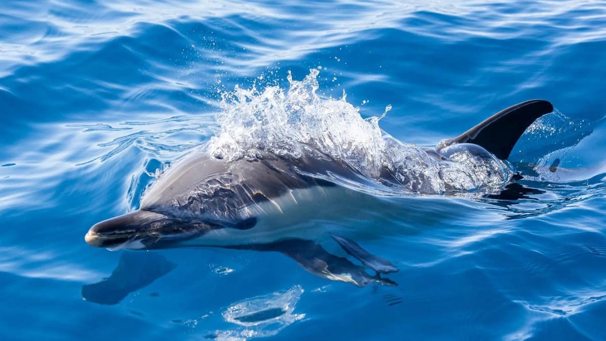 Veja os golfinhos deslizarem sem esforço pelas águas do Atlântico durante a sua experiência no mar dos Açores