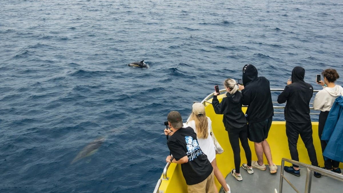 Share unforgettable moments as whales appear in the wild Atlantic waters