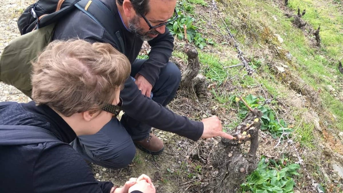 x9GI grapevine cultivation douro valley