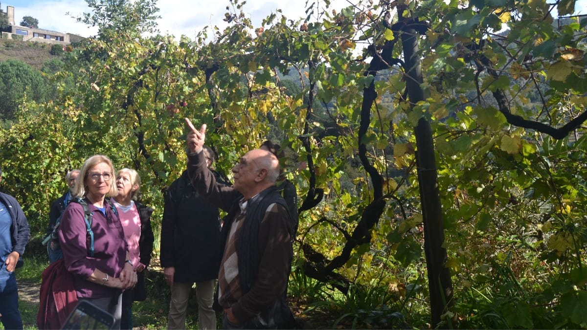 Vineyard owner showing the specificities of Vinho Verde vines | Cooltour Oporto